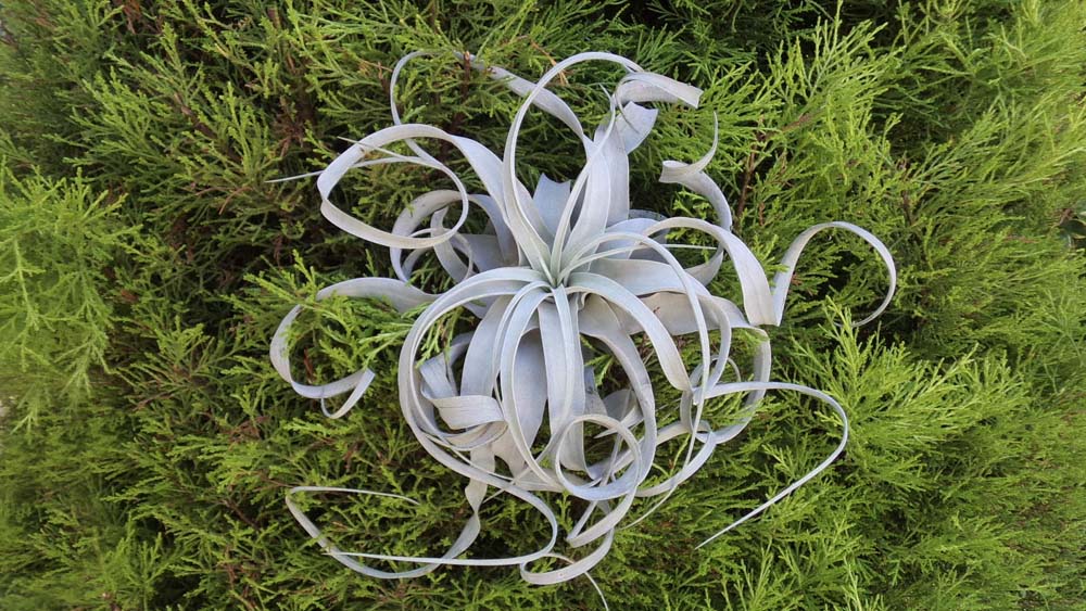 Xerographica Breizh Tillandsias