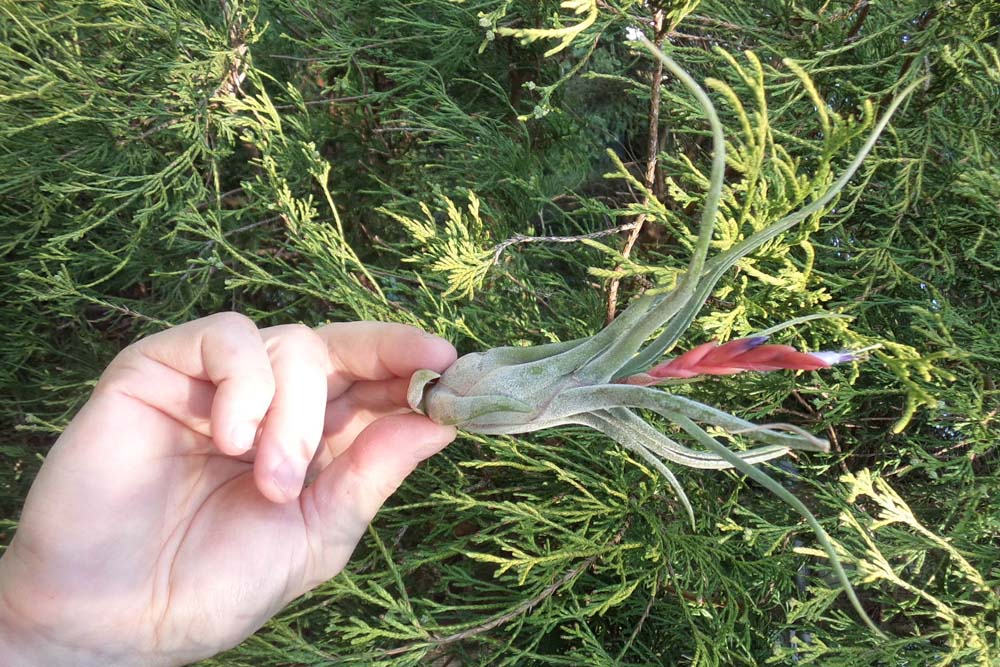 C’est le Printemps, les « Filles de L’Air » sont en fleurs