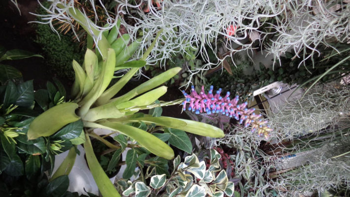 Aechmea-gamocepala-Breizh-Tillandsias-bretagne