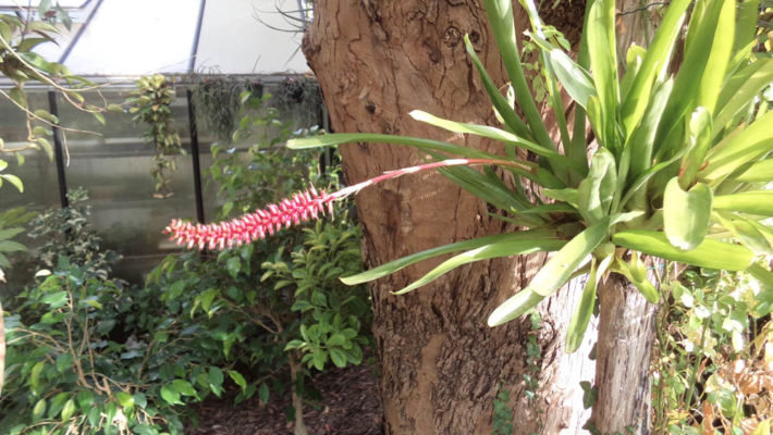 Aechmea-gamocepala-Breizh-Tillandsias-quimper