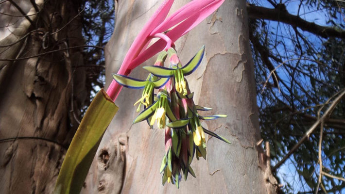 Bilbergia-nutans-Breizh-Tillandsias-bretagne