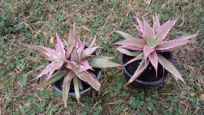 Cryptanthus-bivittatus-Breizh-Tillandsias-bretagne