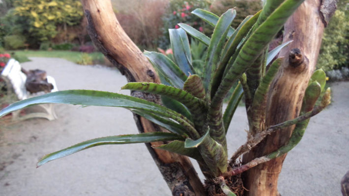 Néorégélia-adonis-Breizh-Tillandsias-bretagne