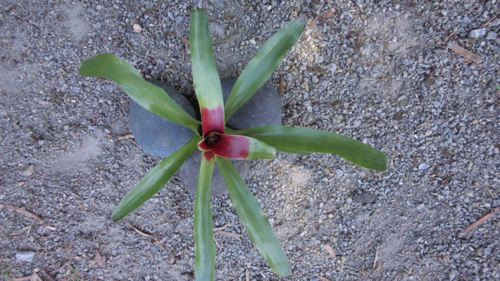 Néorégélia-fireball-Breizh-Tillandsias-bretagne