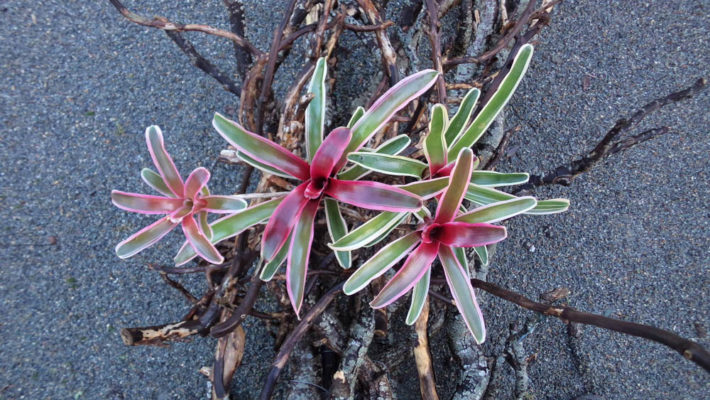 Néorégélia-schultesiana-Breizh-Tillandsias-bretagne