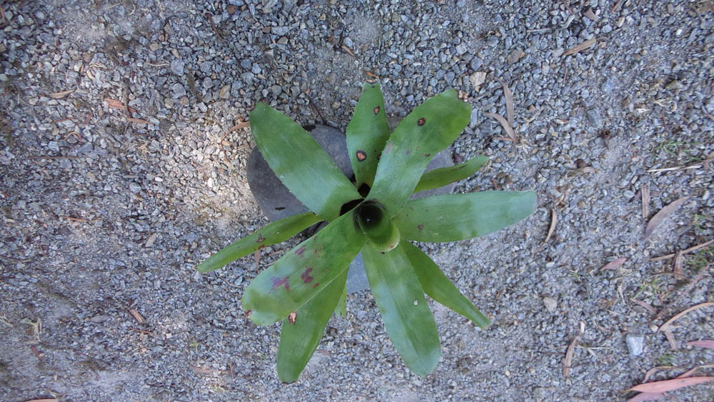 Néorégélia-stained-Breizh-Tillandsias-bretagne