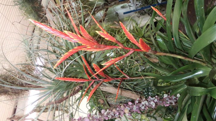 Vriesea-zamorensis-Breizh-Tillandsias-bretagne