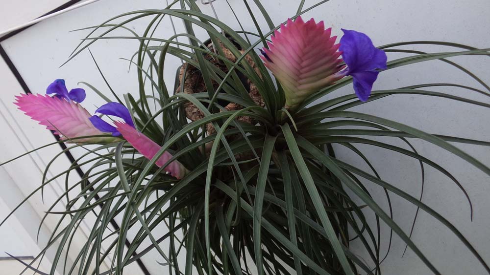 Tillandsia-Cyanea-breizh-tillandsias