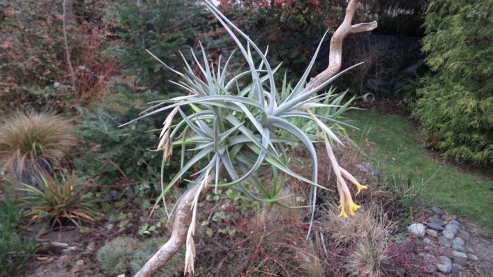 xioïdes-breizh-tillandsias