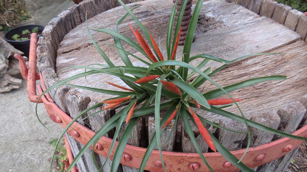 tillandsia-flabellata-breizh-tillandsias