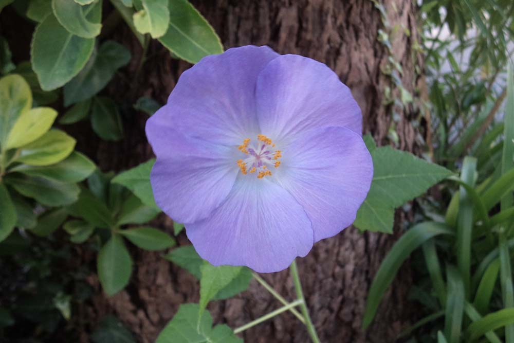 Abutilons Bleus et Thompson