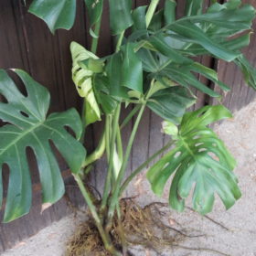 Monstera Déliciosa