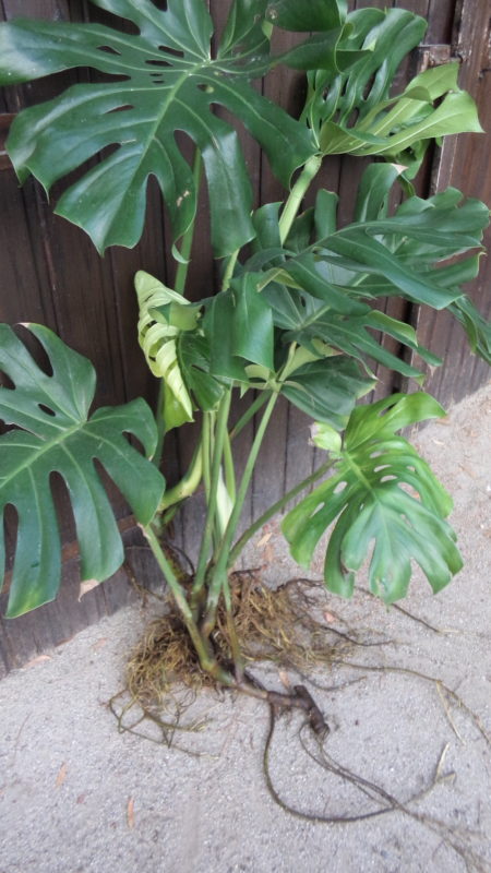 Monstera Déliciosa