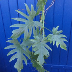 Monstera Lacerum