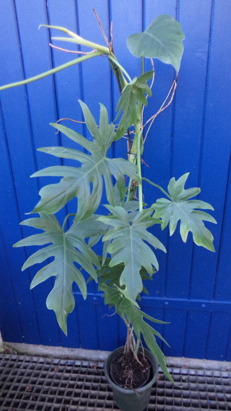 Monstera Lacerum