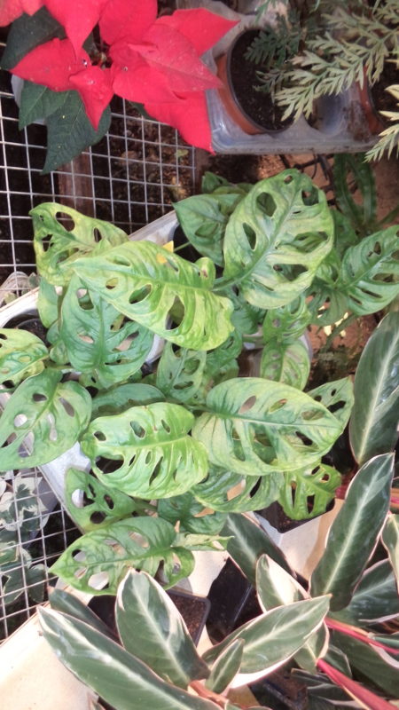 Philodendron Adansoni