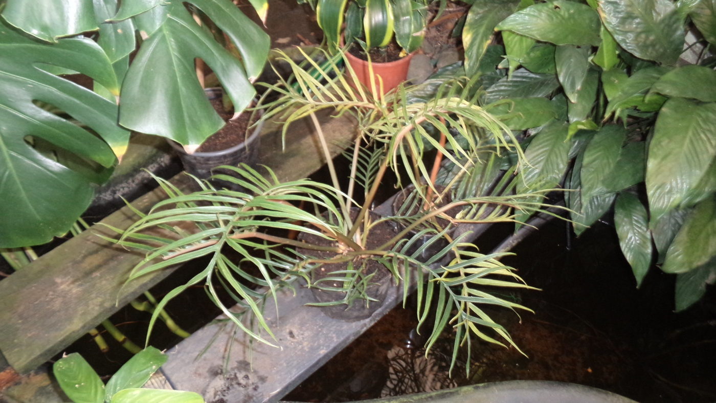 Philodendron Tortum