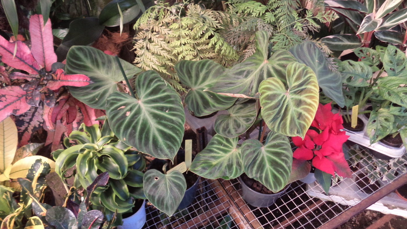 Philodendron Vernicosum