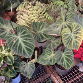 Philodendron Vernicosum