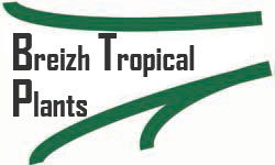 Breizh Tropical Plants