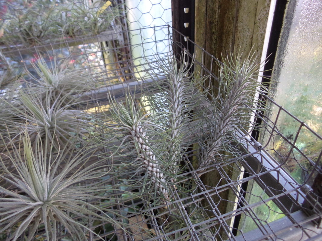 Tillandsia Hétéromorpha