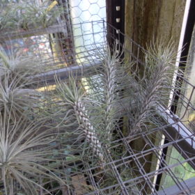 Tillandsia Hétéromorpha