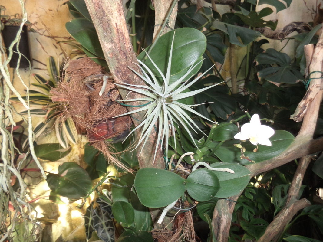 Tillandsia Kammi