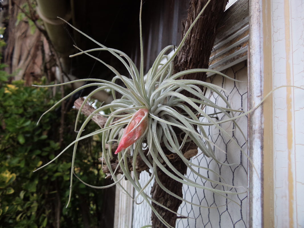 Tillandsia Oaxacana