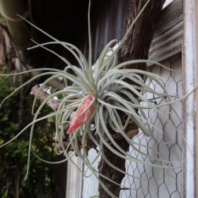 Tillandsia Oaxacana