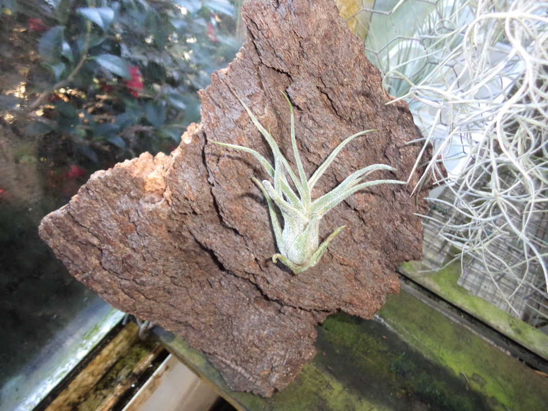 Tillandsia Pruinosa