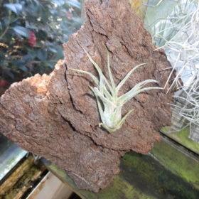 Tillandsia Pruinosa