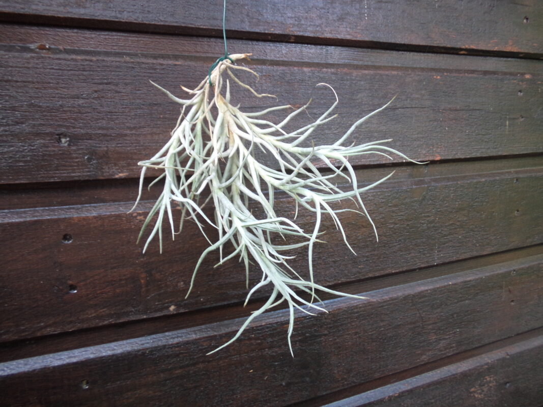 Tillandsia Arizah