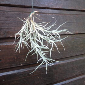 Tillandsia Arizah