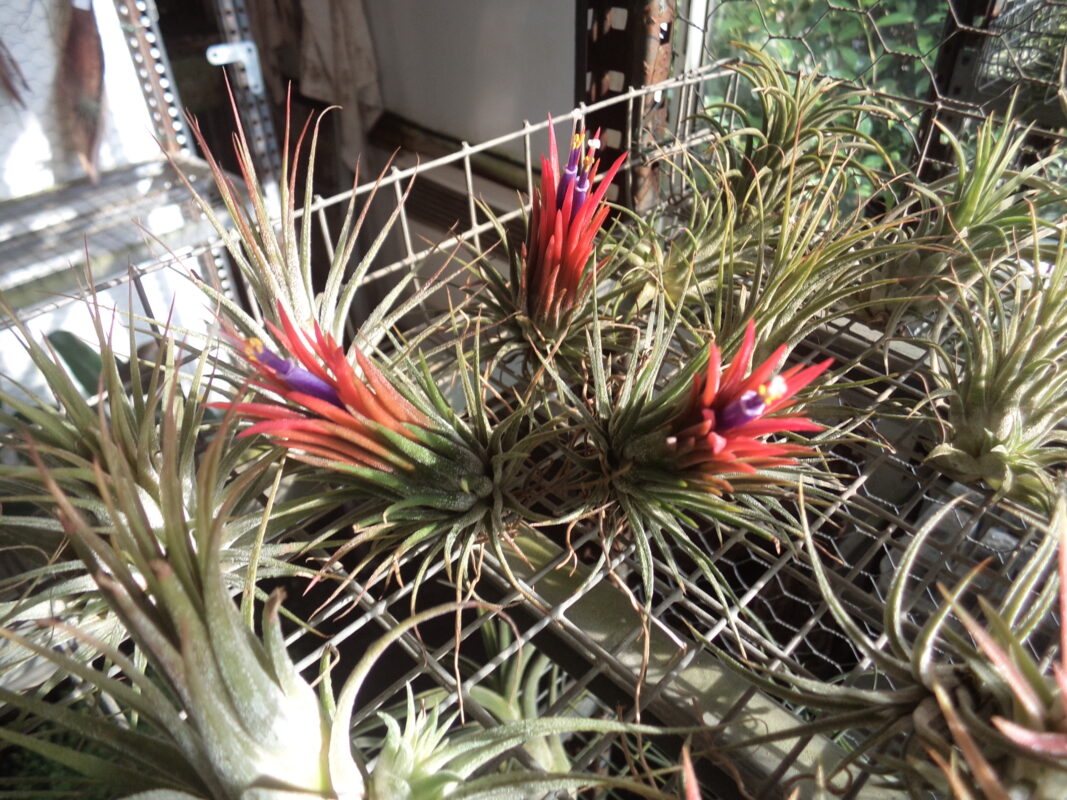 Tillandsia Fuego