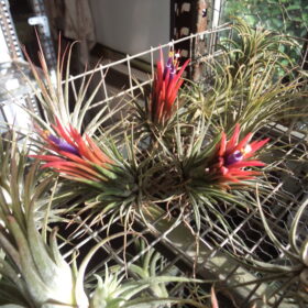 Tillandsia Fuego