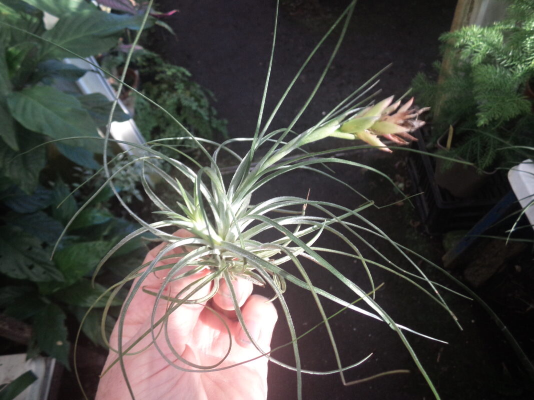 Tillandsia Stricta