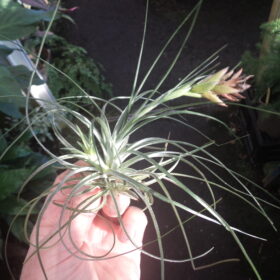 Tillandsia Stricta