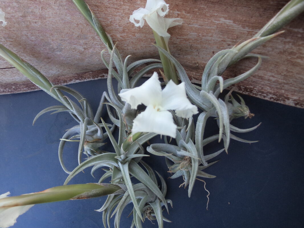 Tillandsia Xiphioïdes parfumé