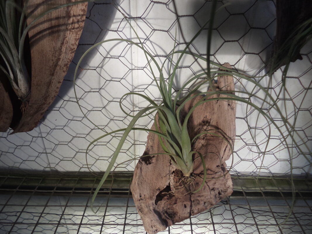 Tillandsia Balbisiana