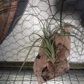 Tillandsia Balbisiana