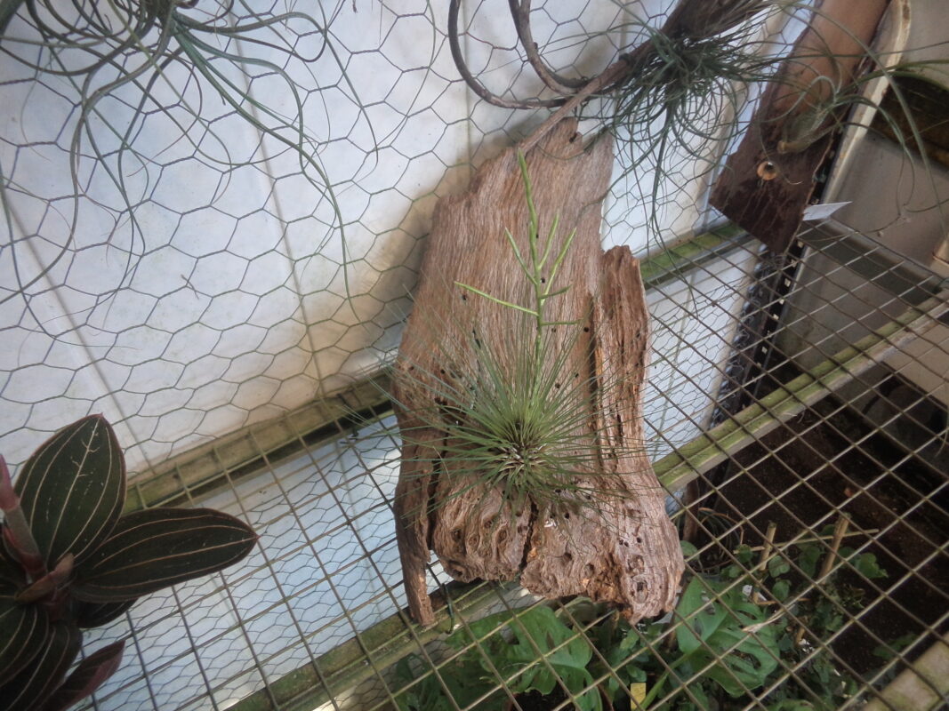 Tillandsias Filipholia