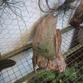 Tillandsia Filifolia