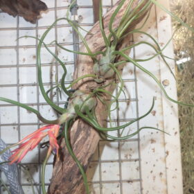 Tillandsias Bulbosa