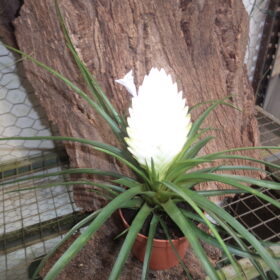 Tillandsias Cyanéa Fleur Blanche
