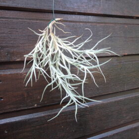 Tillandsias Fresnilloensis