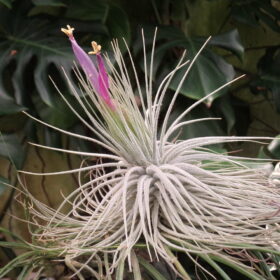 Tillandsias Magnusiana