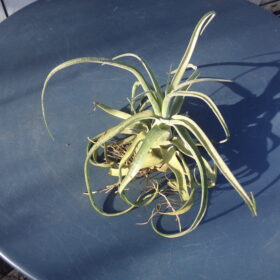 Tillandsias Streptophilla