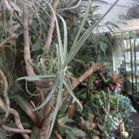 Tillandsia Duratii