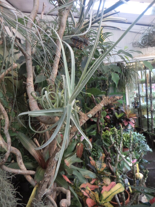 Tillandsia Duratii