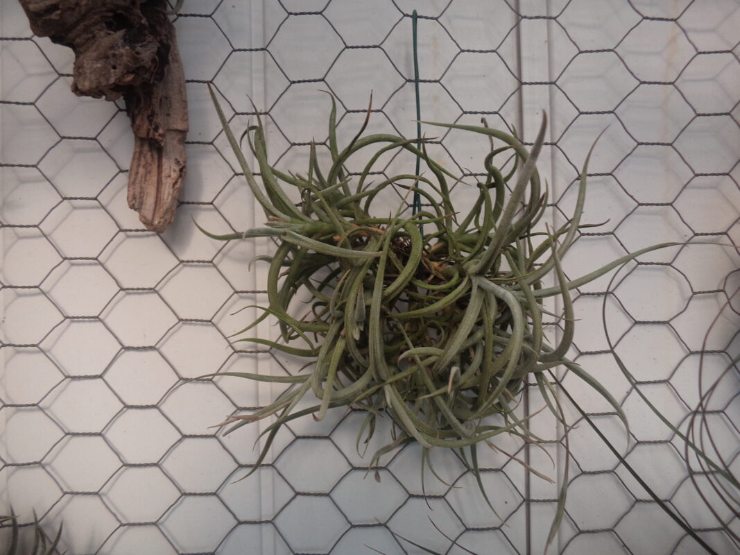 Tillandsias Myosura